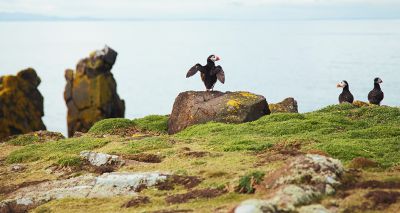 Scottish nature reserves to close amid avian flu concerns